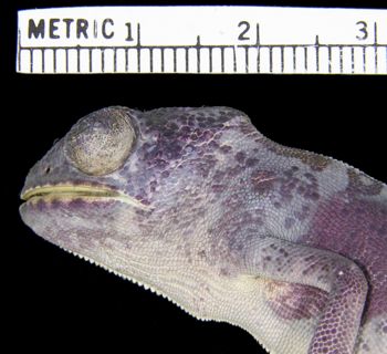 Media type: image; Herpetology R-45505
